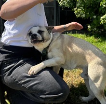 PANDA, Hund, Mischlingshund in Wennigsen - Bild 6