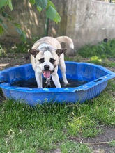 PANDA, Hund, Mischlingshund in Wennigsen - Bild 8
