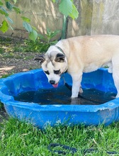 PANDA, Hund, Mischlingshund in Wennigsen - Bild 9