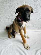 BALDO, Hund, Mischlingshund in Wunstorf - Bild 11