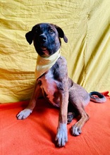 BALDO, Hund, Mischlingshund in Wunstorf - Bild 12