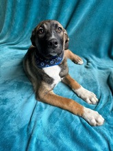 BALDO, Hund, Mischlingshund in Wunstorf - Bild 2