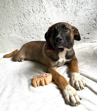 BALDO, Hund, Mischlingshund in Wunstorf - Bild 8