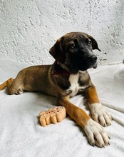 BALDO, Hund, Mischlingshund in Wunstorf - Bild 9