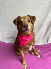 VAHUR, Hund, Mischlingshund in Seelze - Bild 1
