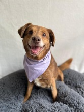 VAHUR, Hund, Mischlingshund in Seelze - Bild 10