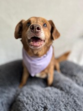 VAHUR, Hund, Mischlingshund in Seelze - Bild 11