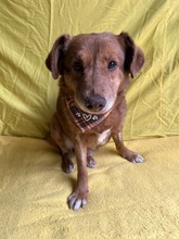 VAHUR, Hund, Mischlingshund in Seelze - Bild 12