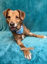 VAHUR, Hund, Mischlingshund in Seelze - Bild 13