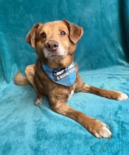 VAHUR, Hund, Mischlingshund in Seelze - Bild 14