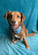 VAHUR, Hund, Mischlingshund in Seelze - Bild 18