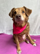 VAHUR, Hund, Mischlingshund in Seelze - Bild 19