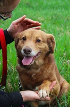 VAHUR, Hund, Mischlingshund in Seelze - Bild 2