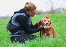 VAHUR, Hund, Mischlingshund in Seelze - Bild 3