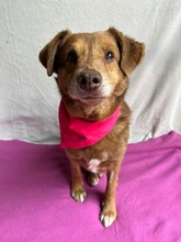 VAHUR, Hund, Mischlingshund in Seelze - Bild 4