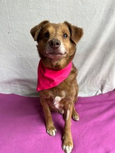 VAHUR, Hund, Mischlingshund in Seelze - Bild 5