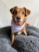 VAHUR, Hund, Mischlingshund in Seelze - Bild 6