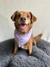 VAHUR, Hund, Mischlingshund in Seelze - Bild 7