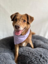 VAHUR, Hund, Mischlingshund in Seelze - Bild 9