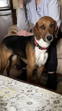 ALICE, Hund, Mischlingshund in Hamburg - Bild 1