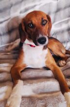 ALICE, Hund, Mischlingshund in Hamburg - Bild 10