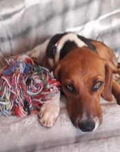 ALICE, Hund, Mischlingshund in Hamburg - Bild 11