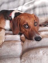 ALICE, Hund, Mischlingshund in Hamburg - Bild 12