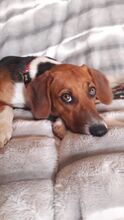 ALICE, Hund, Mischlingshund in Hamburg - Bild 13