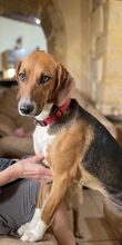 ALICE, Hund, Mischlingshund in Hamburg - Bild 3