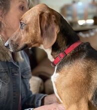 ALICE, Hund, Mischlingshund in Hamburg - Bild 4