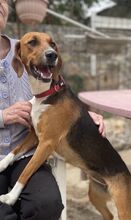ALICE, Hund, Mischlingshund in Hamburg - Bild 5