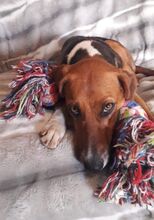 ALICE, Hund, Mischlingshund in Hamburg - Bild 6