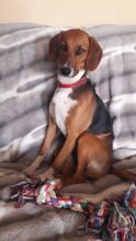 ALICE, Hund, Mischlingshund in Hamburg - Bild 7