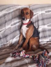 ALICE, Hund, Mischlingshund in Hamburg - Bild 8