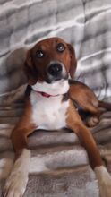 ALICE, Hund, Mischlingshund in Hamburg - Bild 9