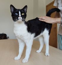 BARTOLO, Katze, Europäisch Kurzhaar in Spanien - Bild 1