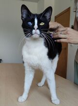 BARTOLO, Katze, Europäisch Kurzhaar in Spanien - Bild 2
