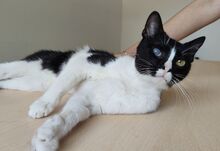 BARTOLO, Katze, Europäisch Kurzhaar in Spanien - Bild 3
