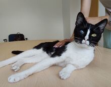 BARTOLO, Katze, Europäisch Kurzhaar in Spanien - Bild 4
