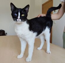 BARTOLO, Katze, Europäisch Kurzhaar in Spanien - Bild 5