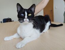 BARTOLO, Katze, Europäisch Kurzhaar in Spanien - Bild 6
