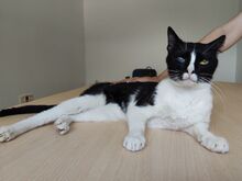 BARTOLO, Katze, Europäisch Kurzhaar in Spanien - Bild 7