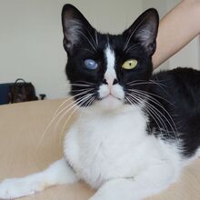 BARTOLO, Katze, Europäisch Kurzhaar in Spanien - Bild 8