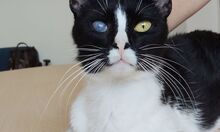BARTOLO, Katze, Europäisch Kurzhaar in Spanien - Bild 9