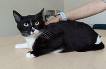 RONDA, Katze, Europäisch Kurzhaar in Spanien - Bild 1
