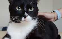 RONDA, Katze, Europäisch Kurzhaar in Spanien - Bild 10