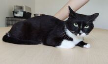 RONDA, Katze, Europäisch Kurzhaar in Spanien - Bild 11