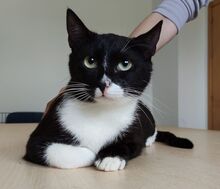 RONDA, Katze, Europäisch Kurzhaar in Spanien - Bild 2