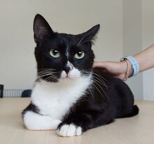 RONDA, Katze, Europäisch Kurzhaar in Spanien - Bild 4