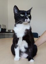 RONDA, Katze, Europäisch Kurzhaar in Spanien - Bild 5
